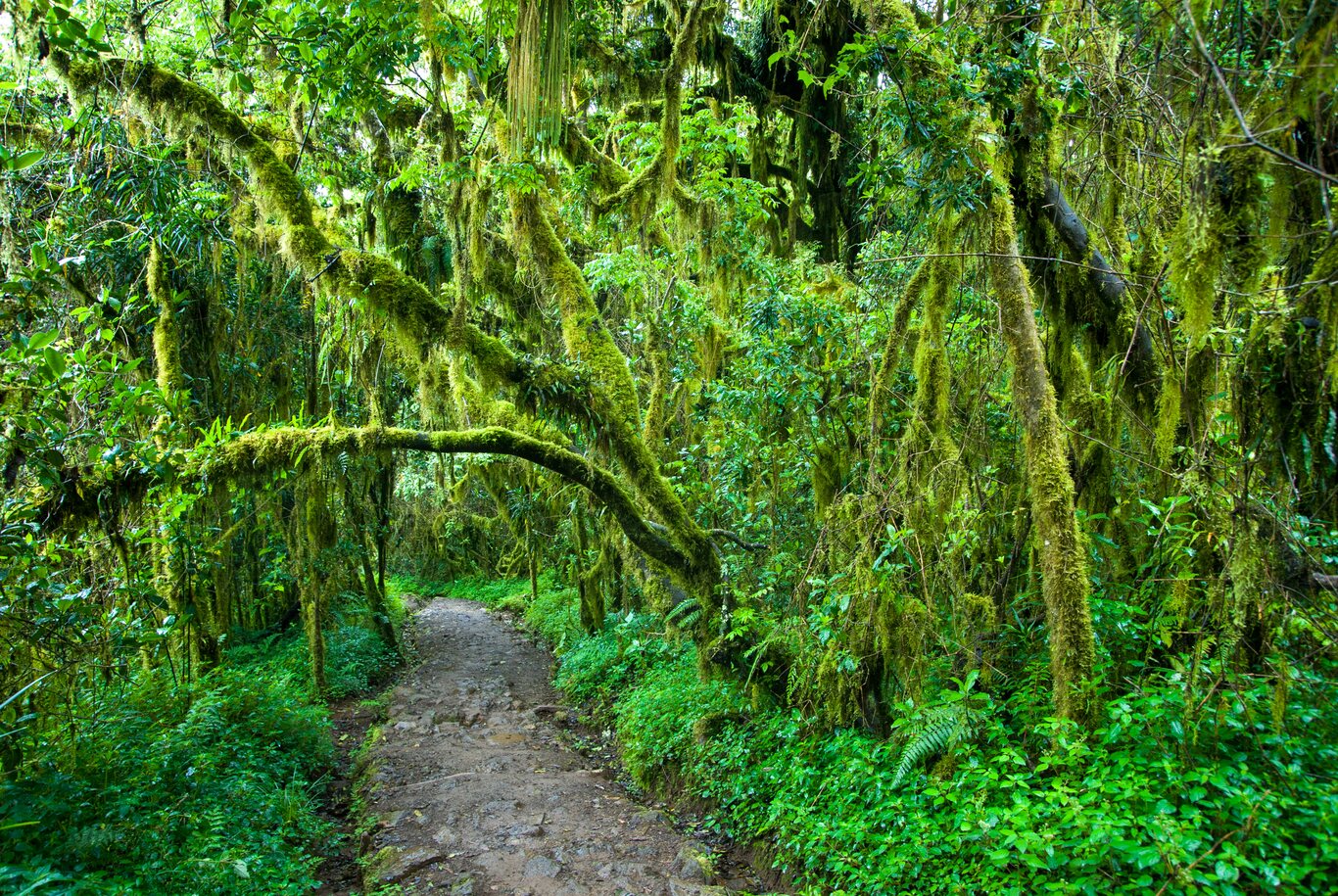 marangu-5-days-kilimanjaro-climbing